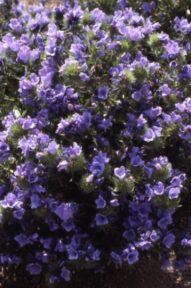 Picture of Echium - Blue Bedder